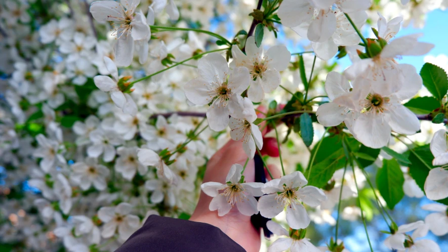 resimler-haber/Hıdrellez_bayramı_baharın_gelişi_çiçeklerr.webp