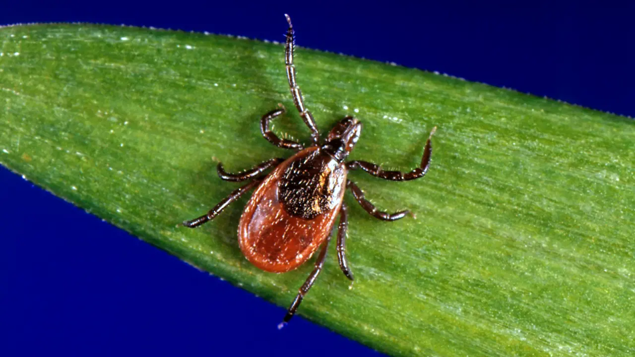 resimler-haber/kene_Lyme.webp
