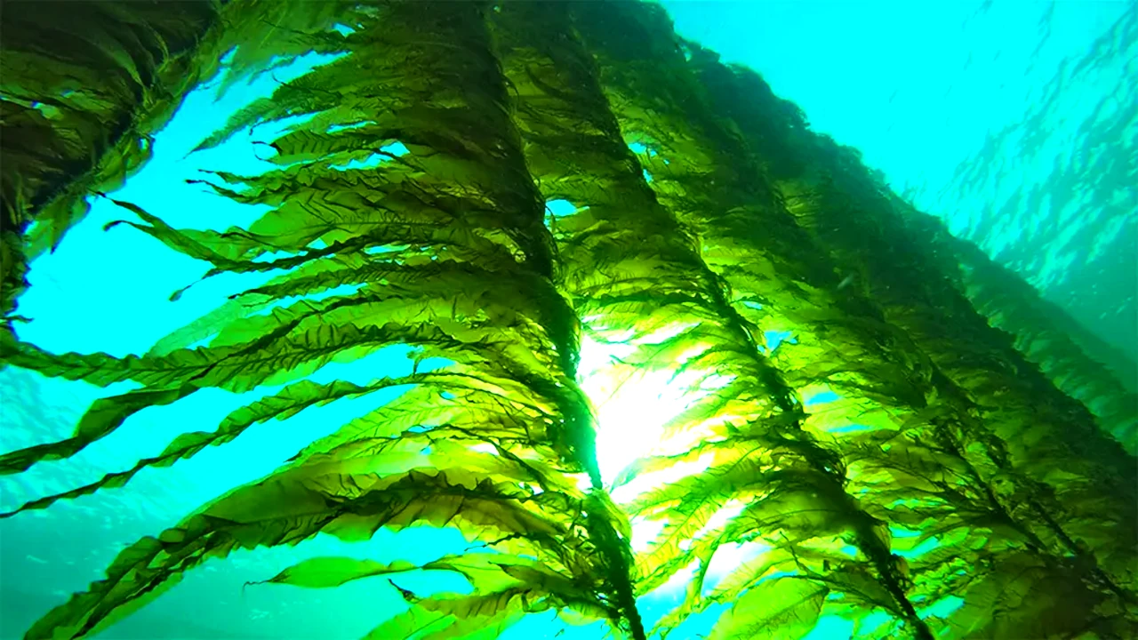 resimler-haber/morenhaber_seaweed_wide.webp